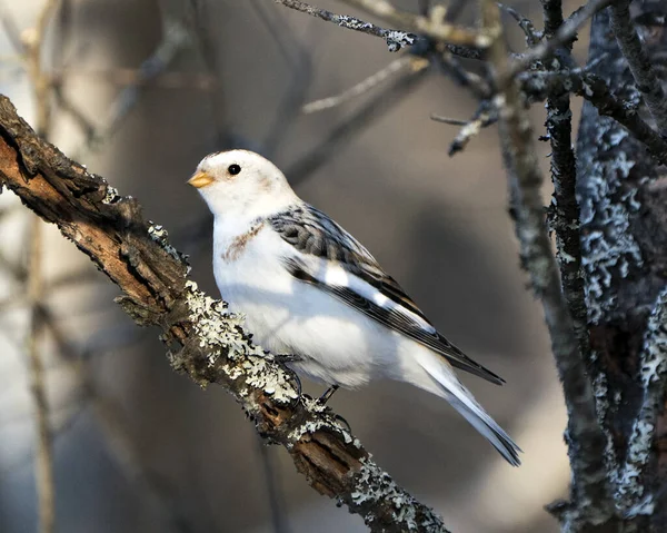 Snow Bunting Bird Close Posazený Větvi Stromu Rozmazaným Pozadím Užívající — Stock fotografie