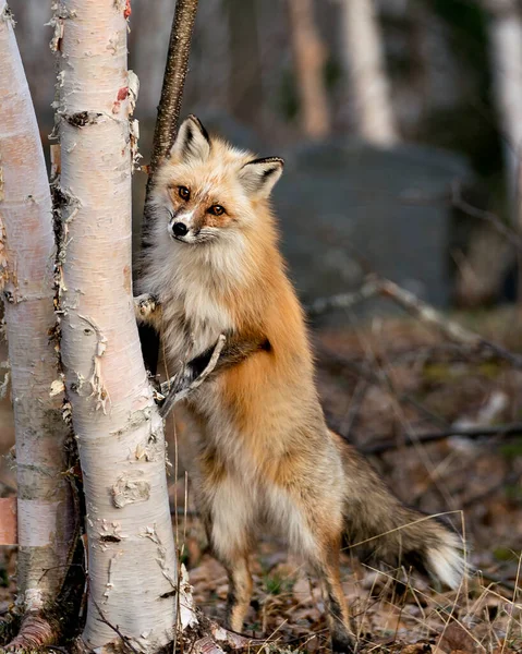 Red Unique Fox Standing Hind Legs Birch Tree Blur Forest — Stock Photo, Image