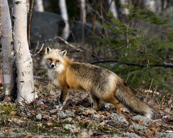 在春季的季节里 红色独特的狐狸站在白桦树旁 模糊了森林的背景 在它的环境和栖息地显示出白斑的爪子 独特的脸 浓密的尾巴 福克斯形象 独一无二的狐狸 — 图库照片