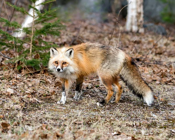 红色独特的狐狸特写侧视图在它的环境和栖息地 模糊的森林背景显示白斑爪子 独特的脸 浓密的尾巴 福克斯形象 独一无二的狐狸 — 图库照片