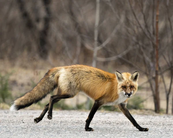 红狐狸跑来跑去 用模糊的背景看着相机 在它的周围和周围展示着黑爪 浓密的尾巴 滑稽的脸 福克斯形象 — 图库照片