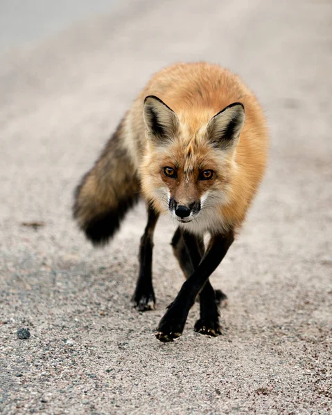Red Fox, bahar sezonunda çevre ve habitatında bulanık arkaplanlı kameraya yakından bakıyor. Görüntü. Portre. Fotoğraf. Tilki Resmi.
