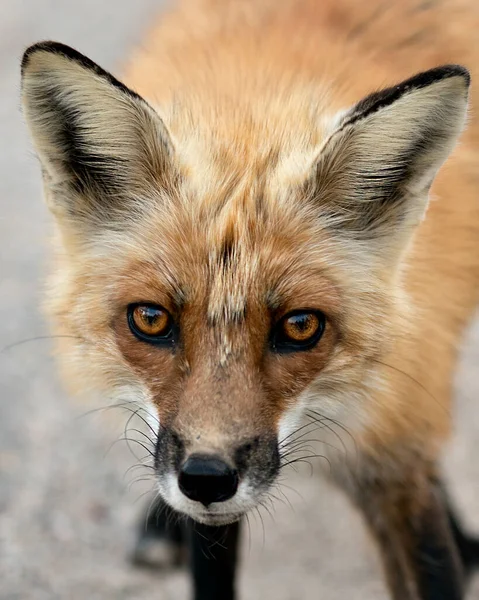 Red Fox Cabeça Close Vista Frontal Perfil Olhando Para Câmera — Fotografia de Stock