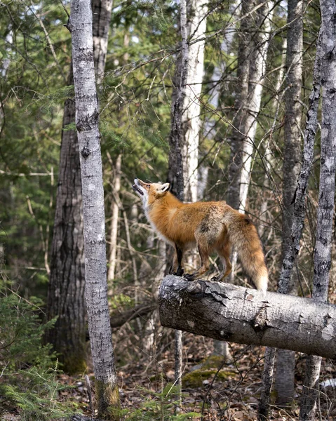 Red Fox standing on a log and looking towards the sky in the forest and looking for its prey with a  forest background in its environment and habitat. Picture. Portrait. Photo. Fox Image.