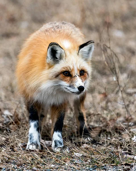 红色独特的狐狸特写在春季拍摄镜头的环境和栖息地背景模糊 福克斯形象 独一无二的狐狸 — 图库照片