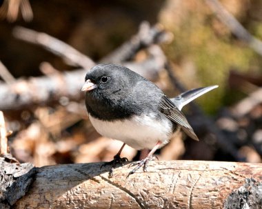 Junco kuşu, gri tüy tüyünü, baş, göz, gaga, ayak, çevresini ve yaşam alanını bulanık gösteren bir dalın üzerine tünemişti. Görüntü. Görüntü. Portre.