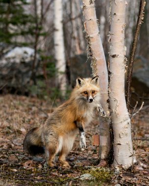 Arka ayakları üzerinde duran kırmızı eşsiz tilki huş ağacı ve bulanık orman arka planında bahar mevsiminde ve doğal ortamında beyaz iz patileri, eşsiz yüzü, kürkü, tüylü kuyruğu sergiliyor. Görüntü. Portre. Fox Image 'da. Fotoğraf. Eşsiz Tilki.