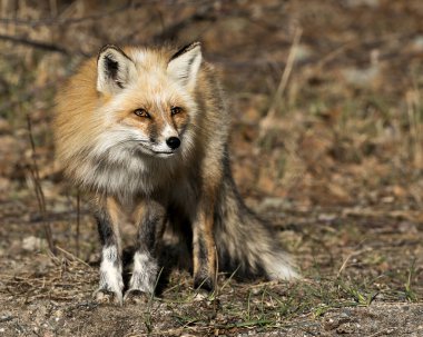 Kırmızı tilki profili baharda bulanık arkaplanlı, tilki kuyruğu, kürkü, doğal ortamında ve doğal ortamında görülüyor. Görüntü. Portre. Fotoğraf. Tilki Resmi.