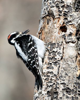 Ağaçkakan yakından profil görüntüsü ağaç gövdesine tırmanıyor ve çevresindeki tüyleri ve arka plandaki bulanık yaşam alanını gösteriyor. Görüntü. Görüntü. Portre. Fotoğraf..