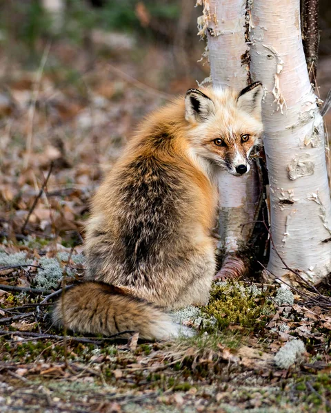 Rode Unieke Vos Close Profiel Achteraanzicht Door Een Berkenboom Het — Stockfoto