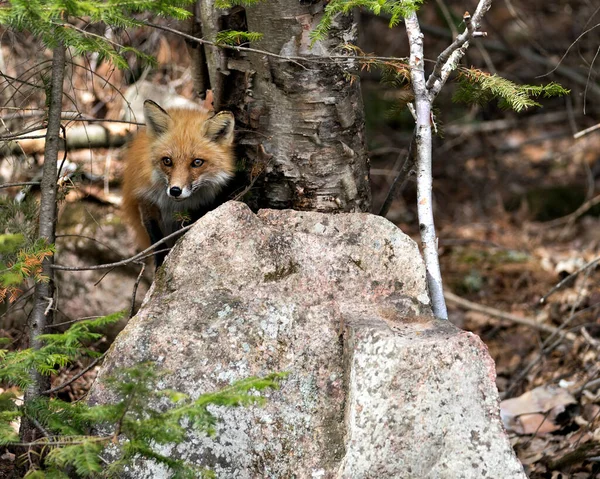 Red fox head close-up profile view in the springtime  in its environment and habitat with a moss rock foreground and blur forest background. Fox Image. Picture. Portrait. Photo.