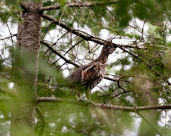 Vue Rapprochée Profil Perdrix Perchée Avec Fond Flou Printemps Montrant — Photo