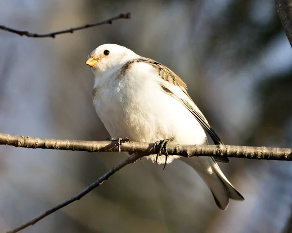 Snow Bunting Bird Close Posazený Větvi Stromu Rozmazaným Pozadím Užívající — Stock fotografie