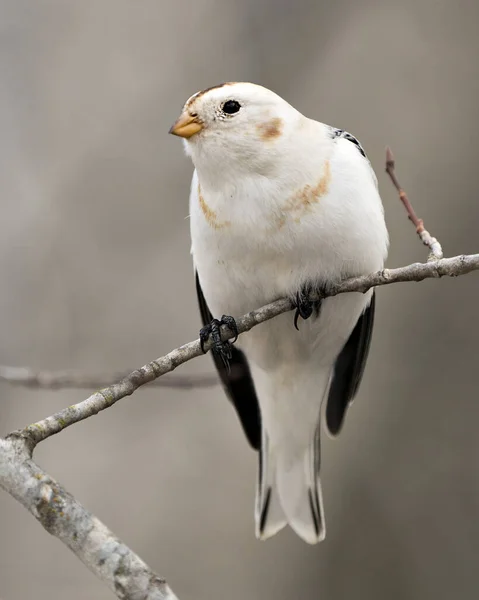 Bunting Kuş Yakın Görüş Bir Ağaç Dalı Üzerine Tünemiş Çevre — Stok fotoğraf