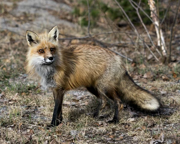 Red Fox Close Profile Springtime Blur Background Displaying Fox Tail — Stock Photo, Image