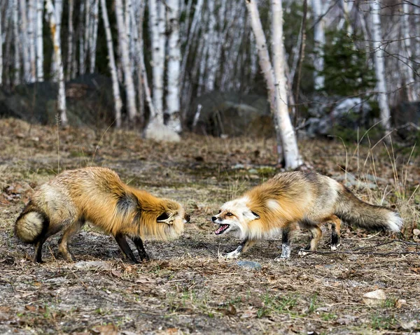 Casal Raposa Vermelha Interagindo Com Fundo Bétulas Primavera Exibindo Cauda — Fotografia de Stock