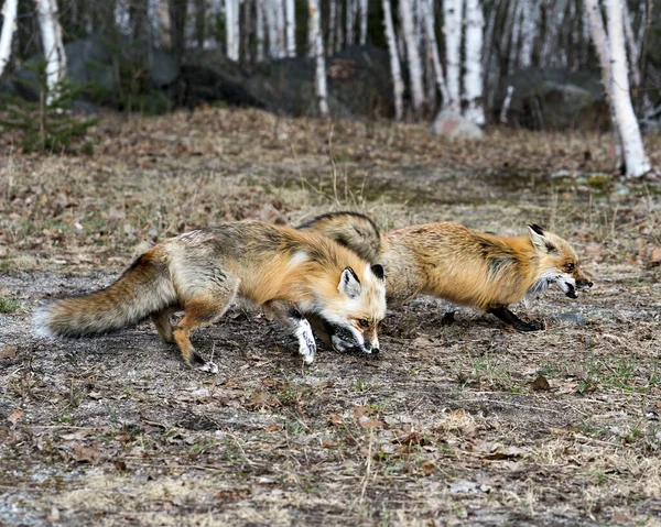 Casal Raposa Vermelha Interagindo Com Fundo Bétulas Primavera Exibindo Cauda — Fotografia de Stock