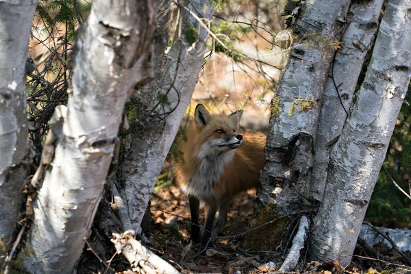 红狐的头像特写在白桦树之间 在其环境和栖息地的春季季节有着模糊的背景 福克斯形象 — 图库照片
