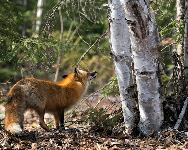 Rotfuchs Nahaufnahme Profil Blick Auf Birke Der Frühjahrssaison Zeigt Fuchsschwanz — Stockfoto