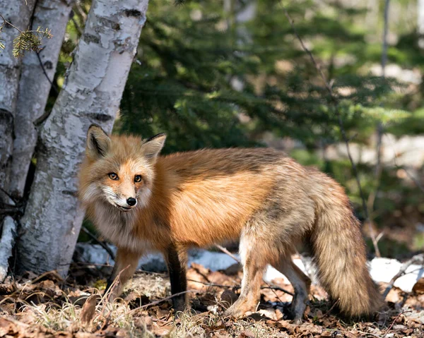 春季的红狐特写侧视图显示狐狸的尾巴 在它的环境和栖息地与桦树背景和褐色的叶子在地面上 福克斯形象 — 图库照片