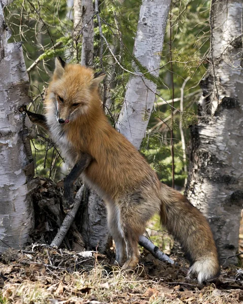 Red Fox Close Profile View Spring Season Displaying Fox Tail — Stock Photo, Image