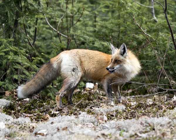 Red Fox Közelkép Profil Oldalnézetben Fenyőágak Háttér Környezetében Élőhelyén Fox — Stock Fotó