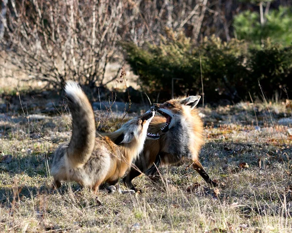 Zorros Luchando Bosque Con Fondo Bosque Borroso Medio Ambiente Hábitat — Foto de Stock