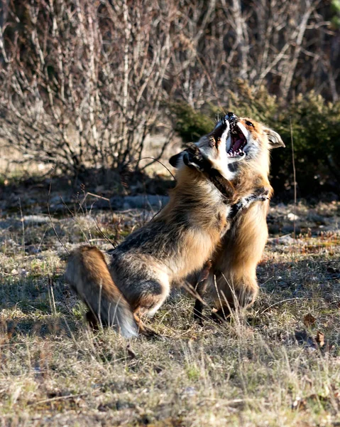 Zorros Trotando Jugando Luchando Interactuando Con Comportamiento Conflicto Entorno Hábitat — Foto de Stock