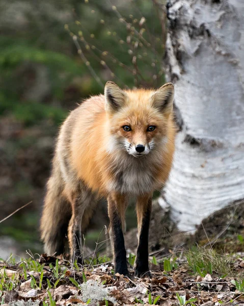 Red Fox Close Profile Front View Looking Camera Blur Birch — Stock Photo, Image