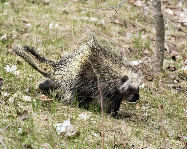 Stekelvarken Wandelen Grasland Met Een Wazige Achtergrond Tonen Lichaam Hoofd — Stockfoto