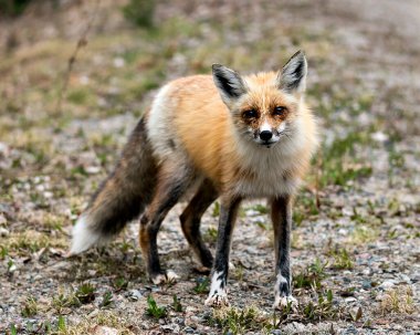 Kırmızı tilki, çevre ve habitatında bulanık bir arka planı olan kameraya bakıyor. Fox Image 'da. Görüntü. Portre.