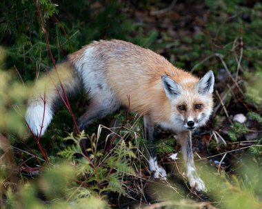 Kırmızı tilki, çevre ve yaşam ortamında arka planda bulanık kozalaklı dallara sahip bir kameraya bakıyor. Fox Image 'da. Görüntü. Portre.