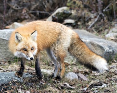 Kızıl Tilki 'nin yan görüntüsü bahar mevsiminde çevre ve habitatında bulanık kayalar ve orman arka planıyla kameraya bakıyor. Fox Image 'da. Görüntü. Portre.