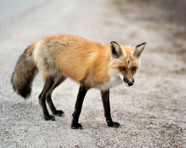 Widok Boczny Profilu Red Fox Rozmytym Tłem Otoczeniu Środowisku Fox — Zdjęcie stockowe
