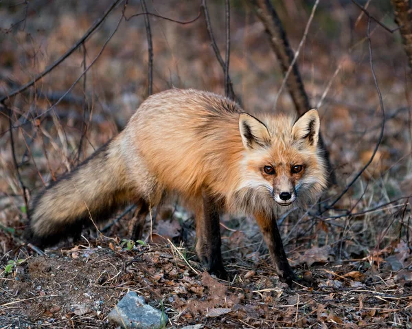 キツネの尾 その環境や背景のぼやけた生息地を表示する春の季節にカメラを見て赤いキツネのクローズアップ フォックス画像 写真だ 肖像画 — ストック写真