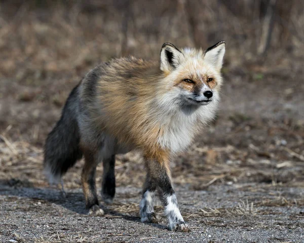 红色独特的狐狸特写在它的环境和栖息地 背景模糊 有白斑爪子 独特的脸 浓密的尾巴 福克斯形象 独一无二的狐狸 — 图库照片