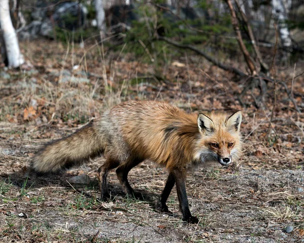 Red Fox Close Profile Springtime Blur Background Displaying Fox Tail — Stock Photo, Image