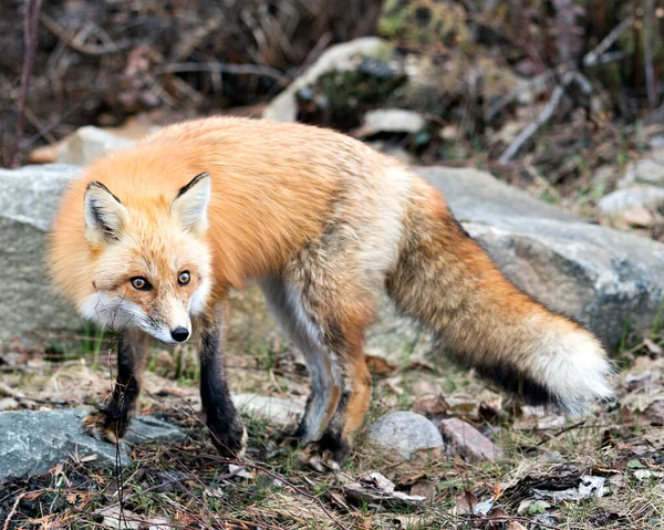 Red Fox Close Side View Looking Camera Spring Season Blur — Stock Photo, Image