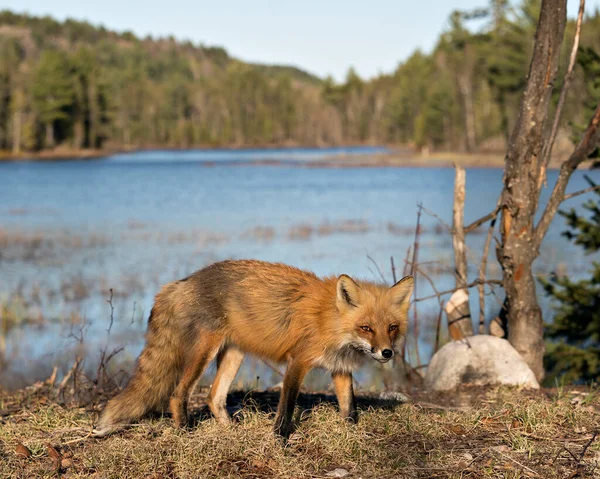 Bokový Pohled Profilu Red Fox Vodním Lesním Pozadím Jarním Období — Stock fotografie
