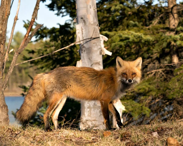 Red Fox Vista Lateral Perfil Close Com Água Fundo Floresta — Fotografia de Stock