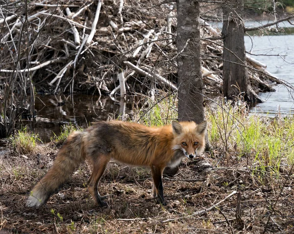 Zorro Rojo Por Una Cabaña Castores Con Agua Fondo Presa — Foto de Stock