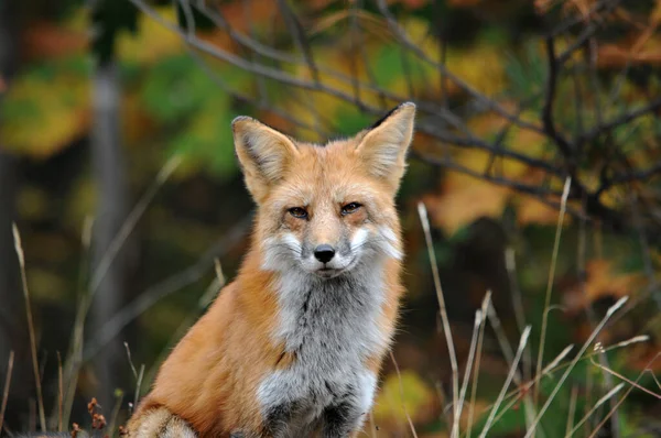 Red Fox Cabeça Tiro Close Perfil Vista Com Olhar Triste — Fotografia de Stock