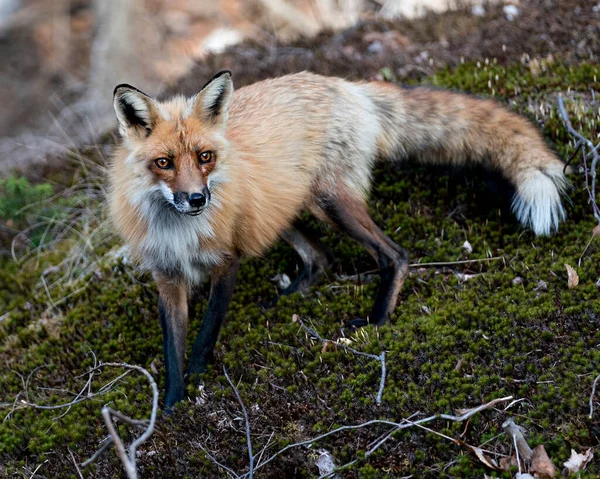 春天的时候 红狐站在绿色苔藓上 用模糊的背景在它的环境和栖息地看着相机 福克斯形象 肖像画 — 图库照片