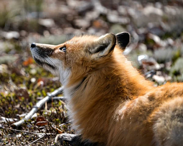 Red fox head close-up profile view looking towards the sky in the spring season  in its environment and habitat with a blur background. Fox Image. Picture. Portrait. Photo.