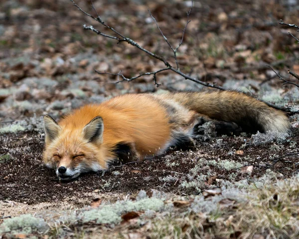 周囲の白い苔の地面や背景がぼやけている生息地で眠っている赤いキツネ フォックス画像 写真だ 肖像画 — ストック写真