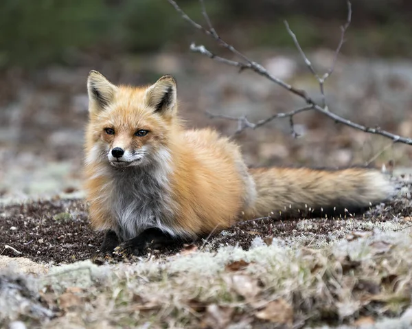 Red Fox Resting White Moss Blur Background Spring Season Displaying — Stock Photo, Image
