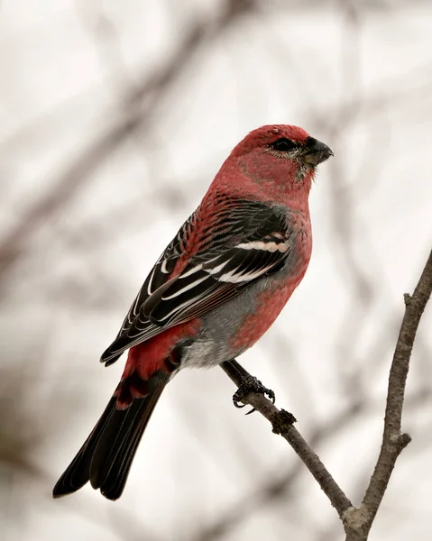 Pine Grosbeak Vista Perfil Close Empoleirado Com Fundo Desfocado Seu — Fotografia de Stock