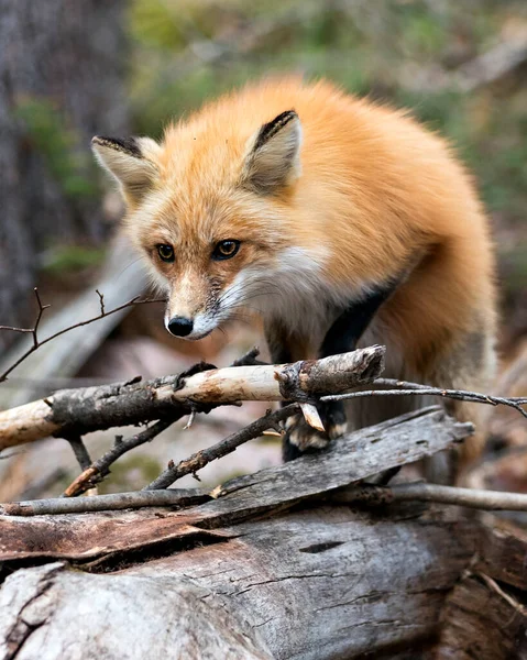 Red Fox Head Close Profielweergave Met Een Wazige Achtergrond Omgeving — Stockfoto