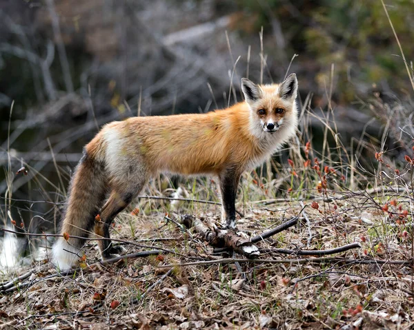 Red Fox Зблизька Переглядають Весняний Сезон Розмитим Фоном Насолоджуються Його — стокове фото