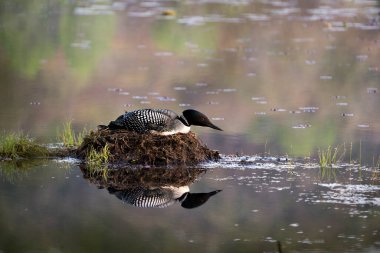 Dalgıç kuşu yuvasına bataklık otları, çevresindeki göl kıyısındaki çamur ve su ve kırmızı göz, siyah ve beyaz tüy tüyleri, vücut yansıması ile yeşilimsi boynu sergiliyor. Tımarhane görüntüsü. Sulak Bölge 'de bir kaçık. Dalgıç kuşu gölde. 